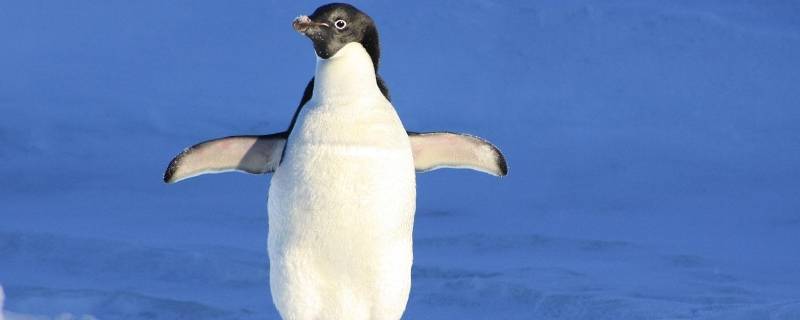 小企鹅为什么是爸爸孵化的 小企鹅为什么是企鹅爸爸孵化的