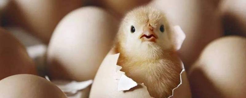 二十几度鸡蛋常温能放多久 鸡蛋十几度的温度能放多久