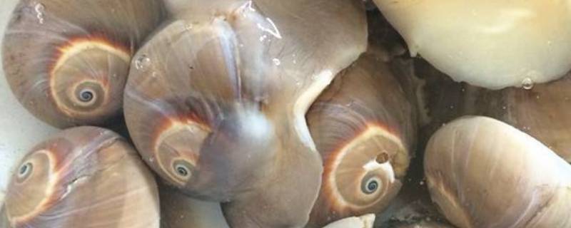 猫眼螺怎么保存新鲜 新鲜猫眼螺吃不了怎么保存
