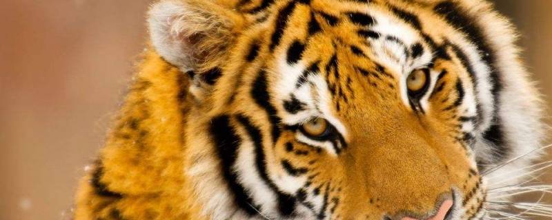 虎的精神是什么 虎的特点和精神