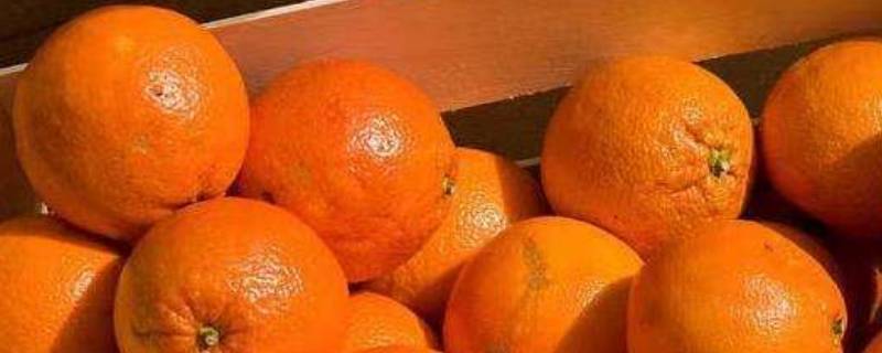 粑粑柑和橘子有什么区别 粑粑柑和橘子橙子又有什么区别