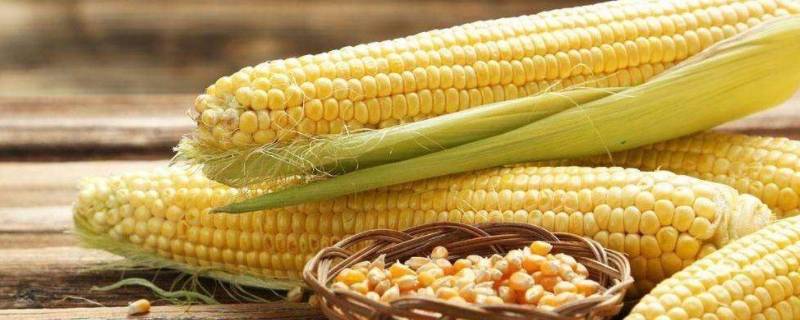 玉米为什么叫玉蜀黍 玉米蜀黍是什么意思