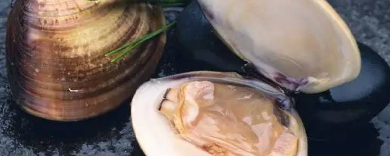 河蚌的贝壳是用来游泳的吗（河里的贝壳叫什么）