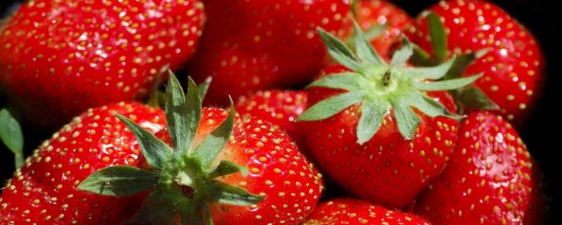 多倍体草莓的原理是什么（草莓是多倍体还是单倍体）