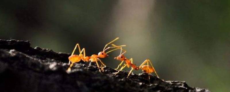 蚂蚁搬家的过程 蚂蚁搬家的过程写一个小故事