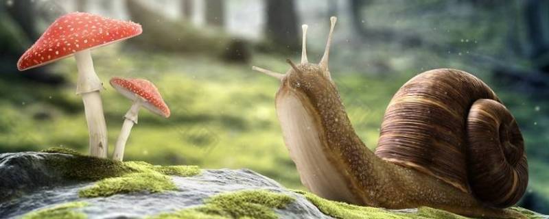 小蜗牛为什么不用避雨 蜗牛是怎么避雨的