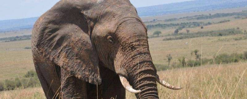 公象大还是母象大 公象和母象哪个大