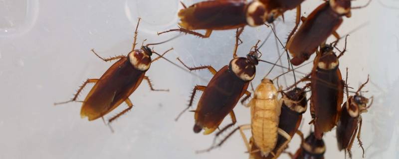 蟑螂卵会在人体内繁殖吗 蟑螂会在人体产卵吗