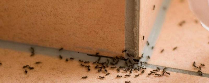 家里蚂蚁太多怎么办能除根（家里蚂蚁太多怎么办能除根知乎）