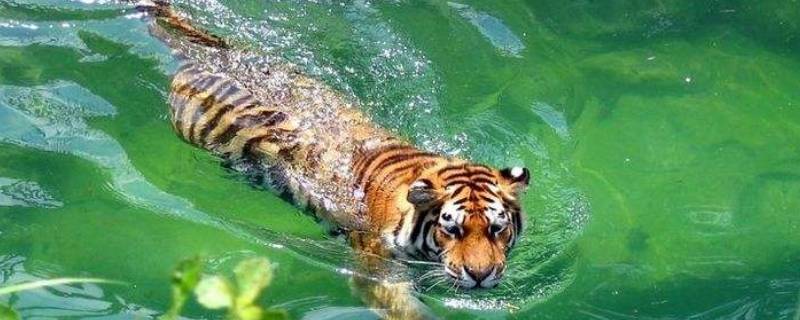 老虎怕水吗 老虎怕水吗相片