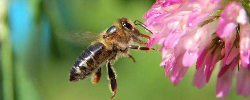 蜜蜂是什么目 蜜蜂是什么目的