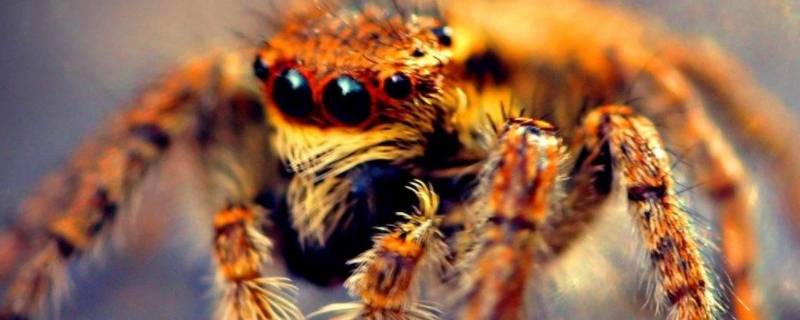 毒蜘蛛的天敌是什么 毒蜘蛛的天敌是什么动物