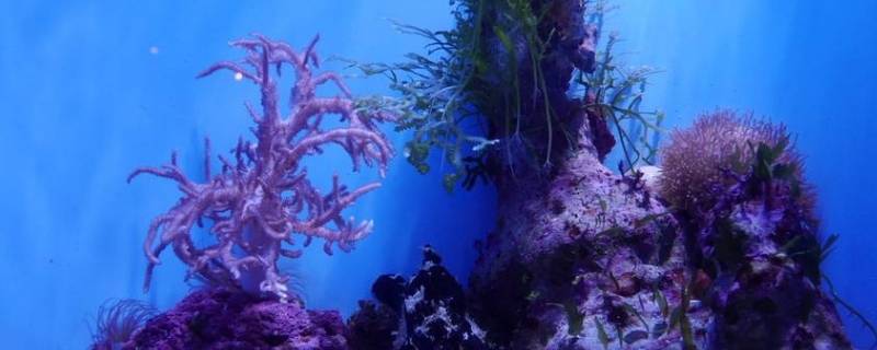 海葵和珊瑚有什么区别（海葵和珊瑚礁有什么不同）