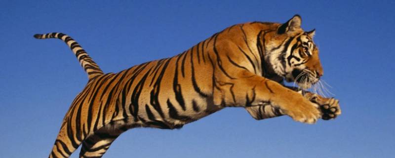 老虎和豹子是同一科吗 老虎和豹是什么科动物