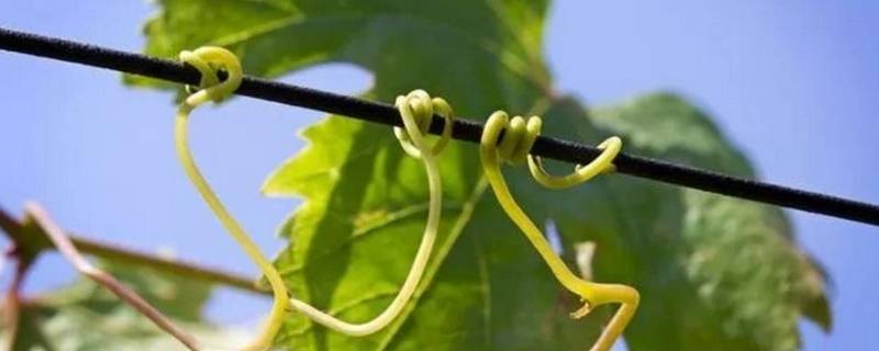 葡萄会爬架是因为葡萄枝上有什么 葡萄会爬架是因为葡萄枝上有什么?