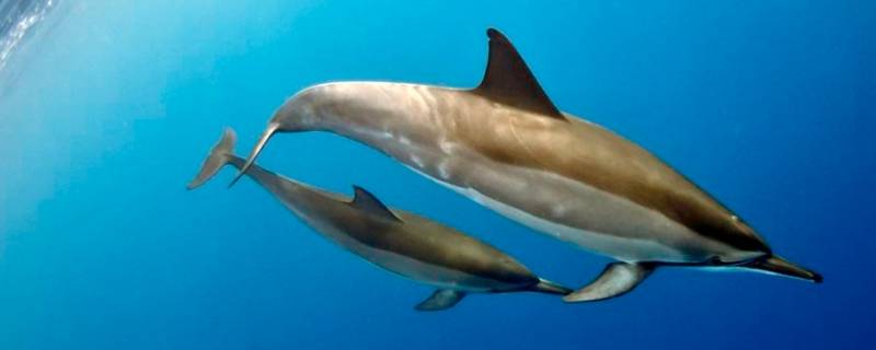 海豚和白鲸的区别（海豚和白鲸的区别图片）