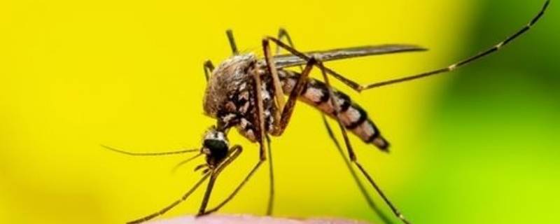 蚊子的种类（蚊子的种类和毒性）