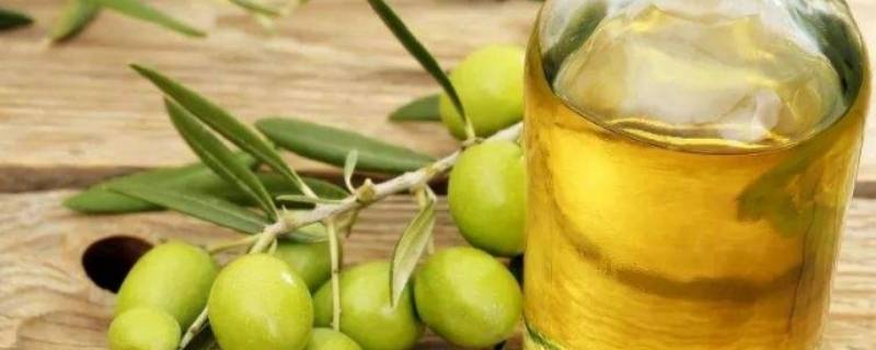 初榨橄榄油和精炼橄榄油的区别（初榨橄榄油和精炼橄榄油的区别是什么）