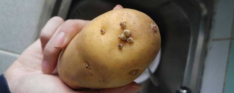 发芽的土豆怎样处理 发芽的土豆怎样处理才能避免中毒