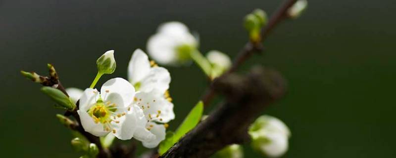 花是怎么来的（袁花花是怎么来的）