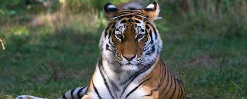 老虎的耳朵是什么形状 老虎的耳朵是什么形状的图片