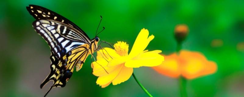 飞蛾和蝴蝶的区别 飞蛾和蝴蝶的区别图片