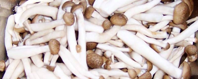 蟹腿菇是什么 蟹腿菇的做法大全家常