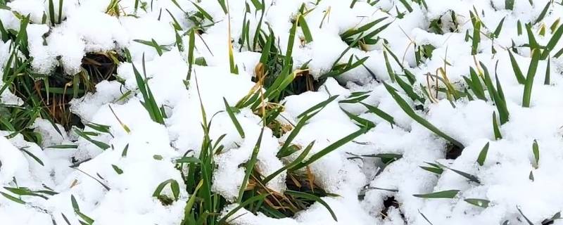 大雪兆丰年还是瑞雪兆丰年 瑞雪兆丰年还是兆雪瑞丰年