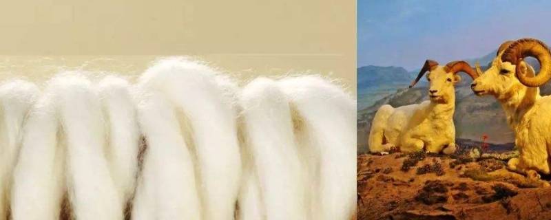 巴素兰羊毛与普通羊毛的区别（阿拉善羊毛和巴素兰羊毛的区别）