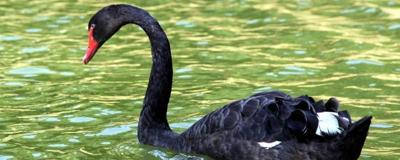黑天鹅属于几级保护动物 黑天鹅是国家几级保护动物