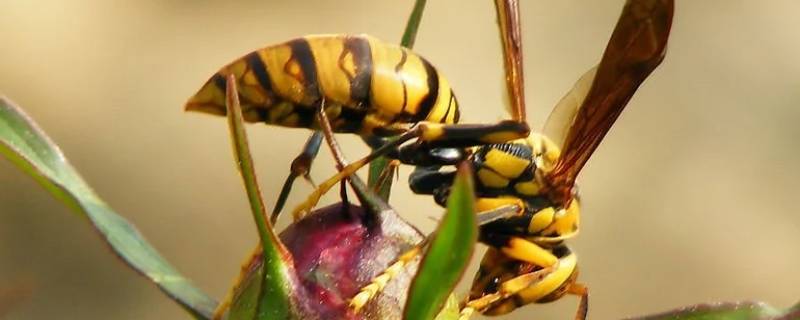 黄蜂身上的彩色条纹的作用 黄身黑条纹的蜜蜂