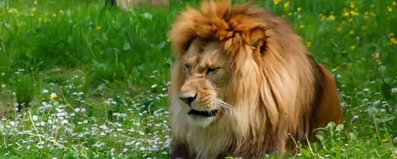 狮子尾巴的作用 狮子尾巴的作用和特点