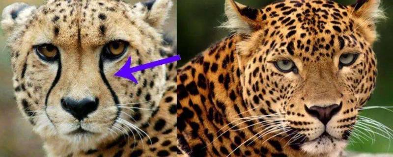 猎豹和豹子有什么区别 猎豹和豹子的区别在哪里