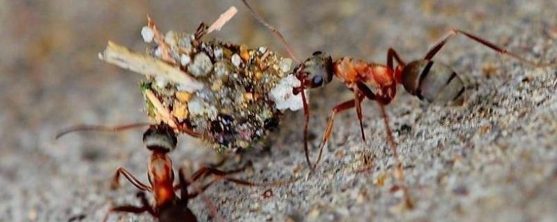 蚂蚁是怎么搬家的 蚂蚁是怎么搬家的呢?