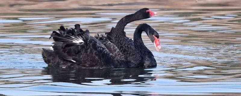 野生黑天鹅是几级保护动物 黑色天鹅国家几级保护动物