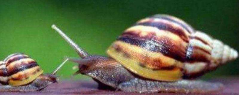 夏威夷蜗牛主要吃什么（蜗牛夏季吃什么）