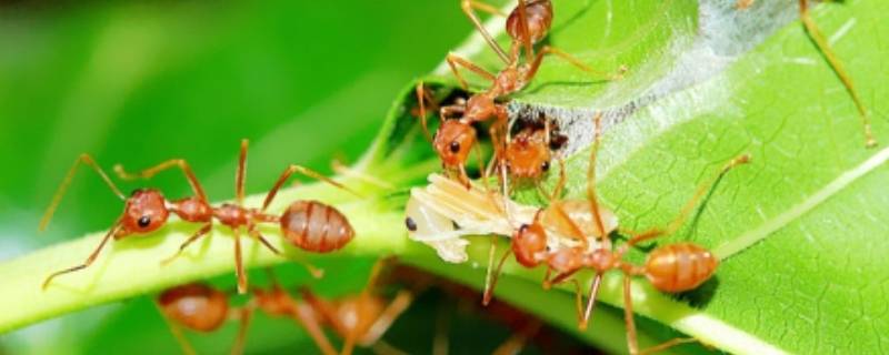 家里有红色的小蚂蚁怎么处理 家里有红色的小蚂蚁怎么办