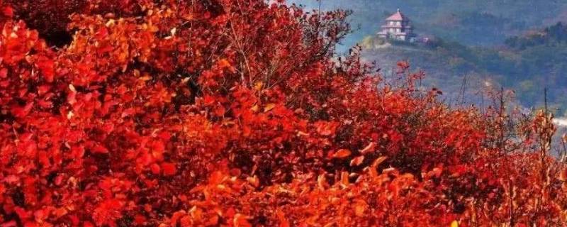 香山的枫叶红得像什么 香山的枫叶红得像什么家人感受到生命的活力