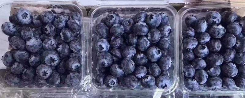 蓝莓为什么要一盒一盒的卖 蓝莓需要买两颗吗