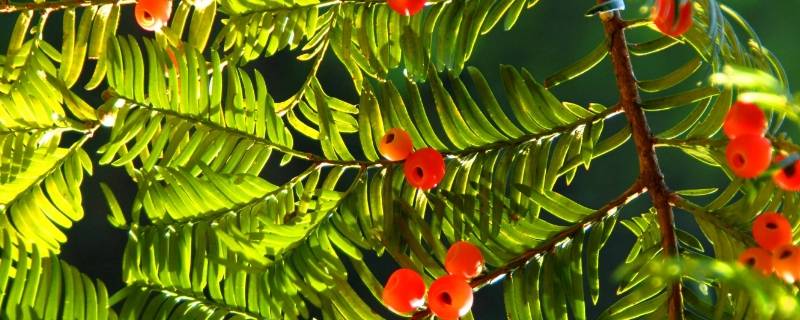 紫杉醇主要存在于红豆杉的什么中（紫杉醇主要存在于红豆杉的什么中?）