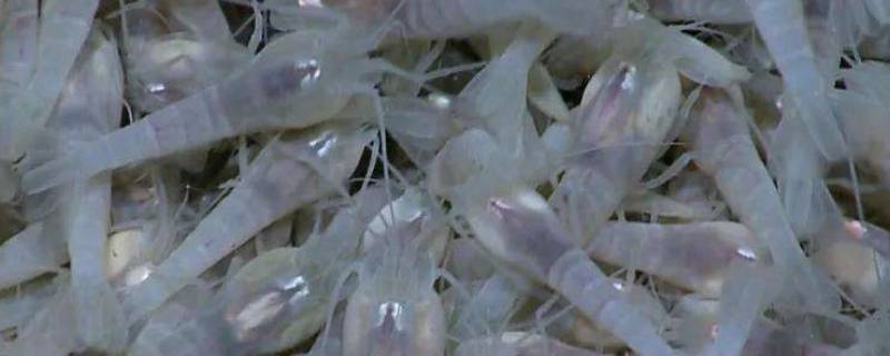 白色盲虾怎么煮熟（白色盲虾能煮熟吗）