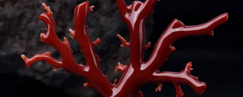 海底红塑料是什么 海里的红塑料是什么