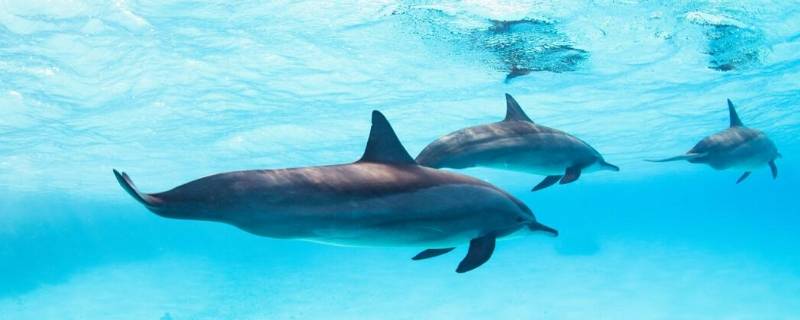 海豚怎么呼吸 海豚怎么呼吸的英文