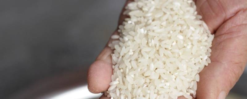 硬米是什么 硬米是什么米呀