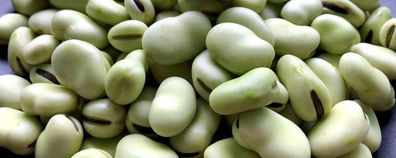 蚕豆是什么（蚕豆是什么植物的种子）