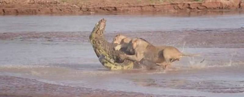 鳄鱼为什么怕雄狮 鳄鱼敢攻击狮子吗