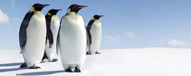 企鹅的种类 企鹅的种类有哪些介绍简单
