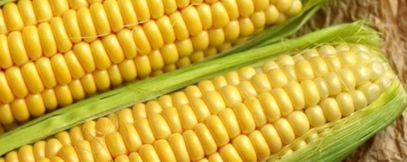 白玉米和黄玉米的区别 白玉米黄玉米花玉米区别