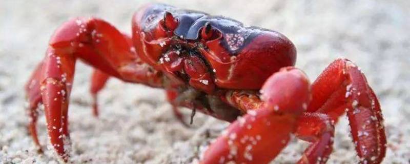 澳大利亚红蟹能吃吗 澳大利亚圣诞岛红蟹能吃吗