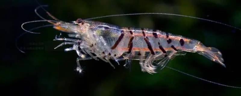 虾的身体结构 虾的身体结构与功能是否相适应